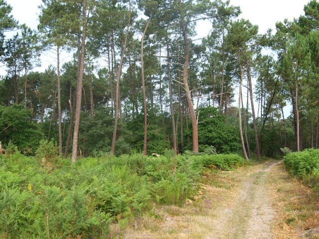 Sentier de balade dans la forêt landaise voisine du domaine