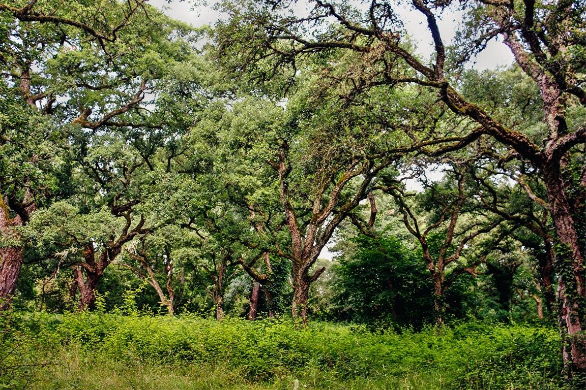 Chênes-lièges centenaires emblématiques de la forêt gasconne