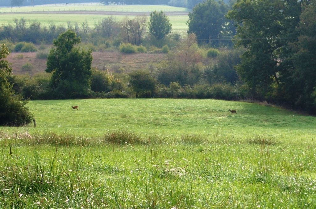 Chevreuils sauvages observés dans un pré près du domaine