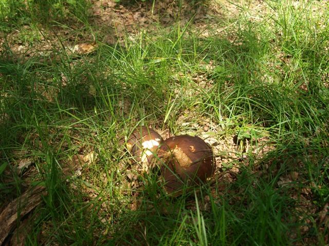 Cueillette de cèpes en forêt gasconne à l'automne