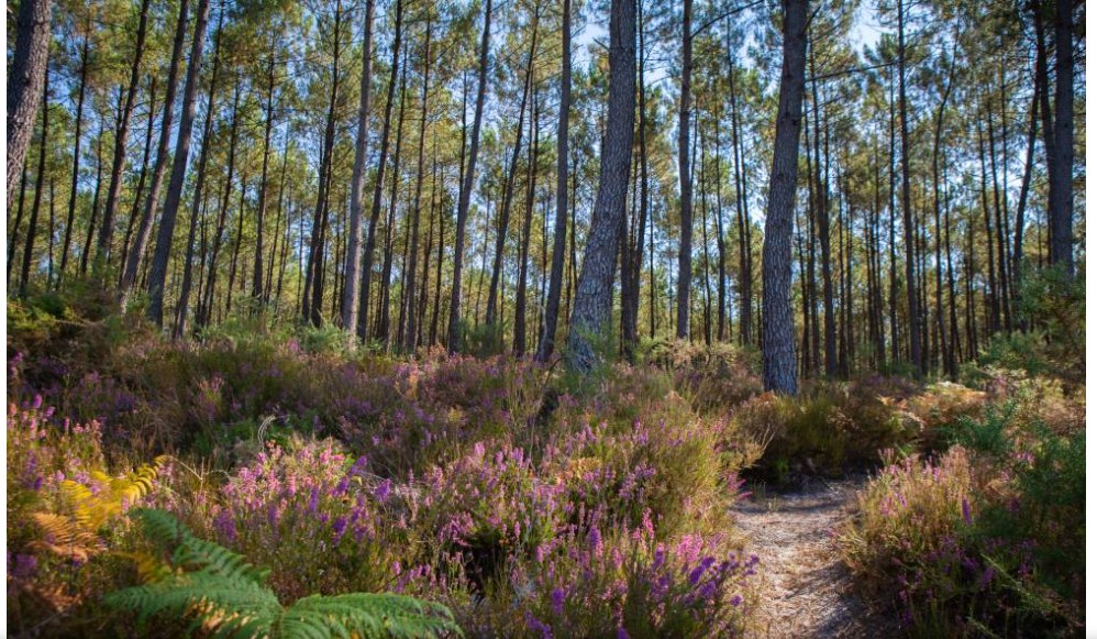 Forêt landaise bordant le domaine, entre pins et chênes-lièges